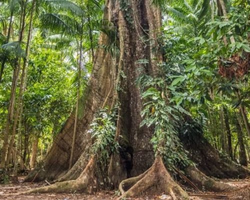 72B0B55036A1C09EB3335E771C2ED428