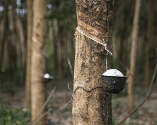 AEE8A4ECA0905E8F11A4D92C0BF9E4F5