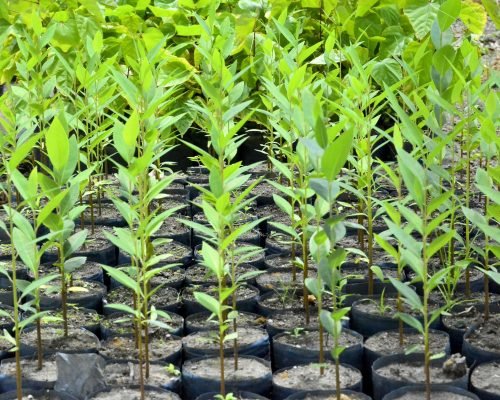 mudas-de-arvores-scaled