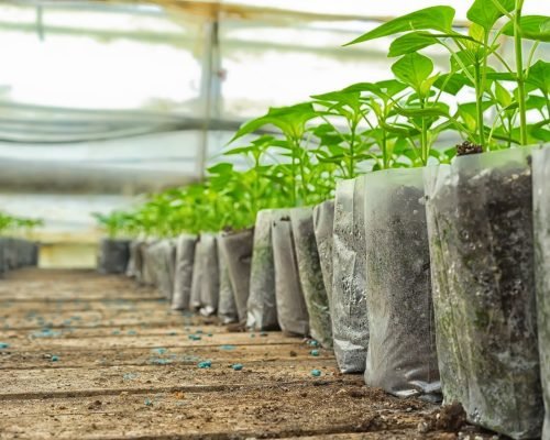 mudas-plantas-destaque-001